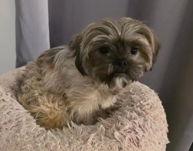 A young small-sized female White / Cream Shih Tzu dog named Tink for adoption in Manvel, TX