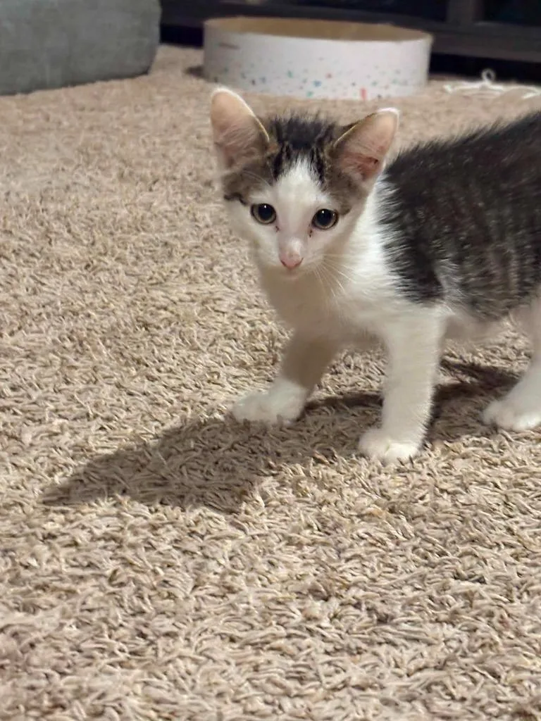 A baby medium-sized male Domestic Short Hair cat named Mickelsen for adoption in Miami, OK