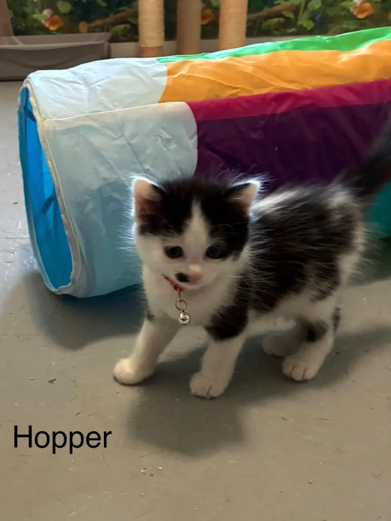 A baby small-sized male Domestic Short Hair cat named Hopper for adoption in Syracuse, IN