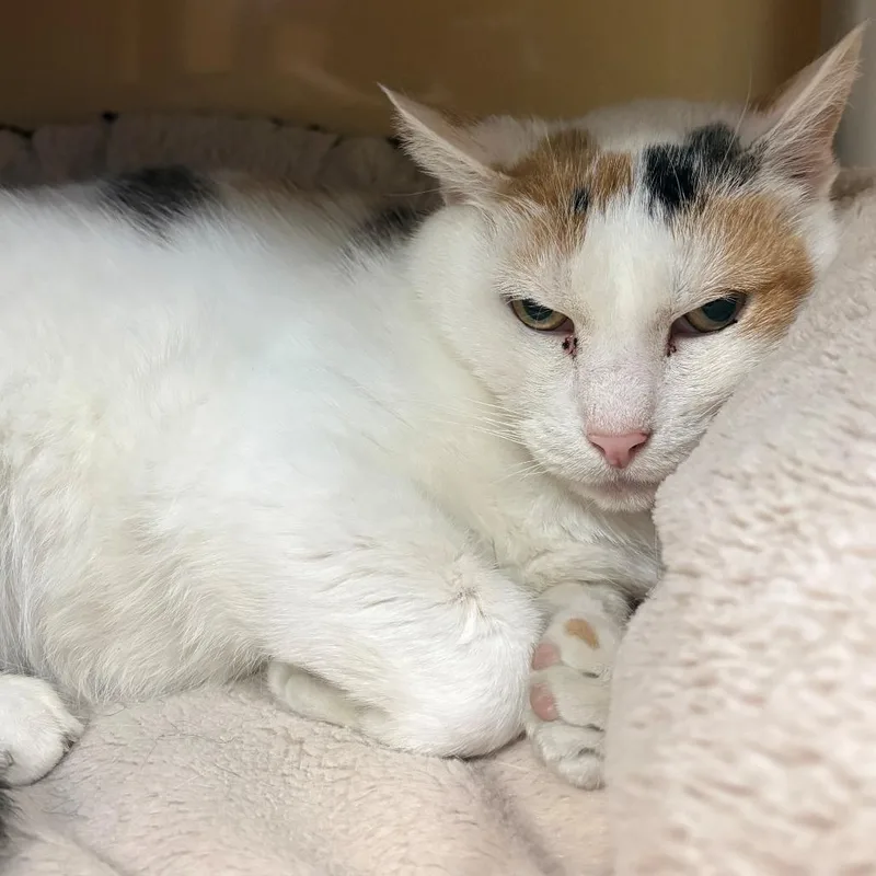 A senior small-sized female Calico Domestic Short Hair cat named Rizzoli for adoption in East Hanover, NJ