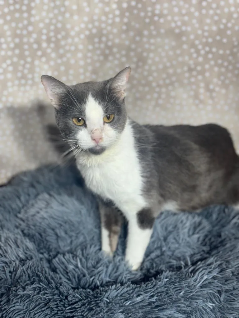 A young medium-sized male Domestic Short Hair cat named Tom for adoption in Wintersville, OH