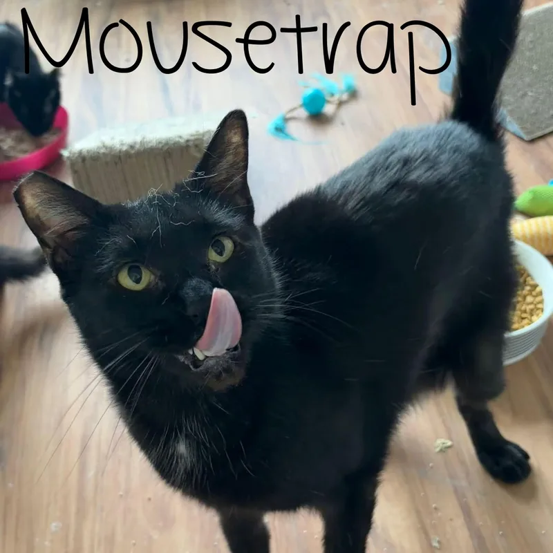 An adult medium-sized male Black Domestic Short Hair cat named Mousetrap for adoption in Eugene, OR