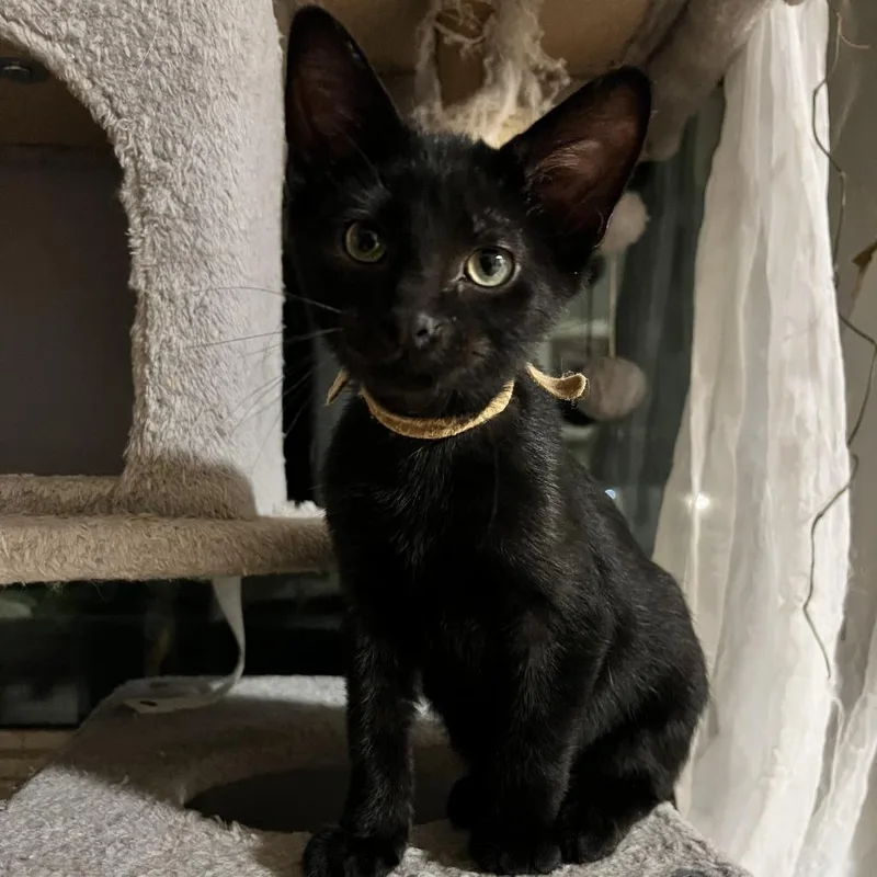 A baby small-sized male Black Domestic Short Hair cat named Jobee for adoption in Rochester, MN