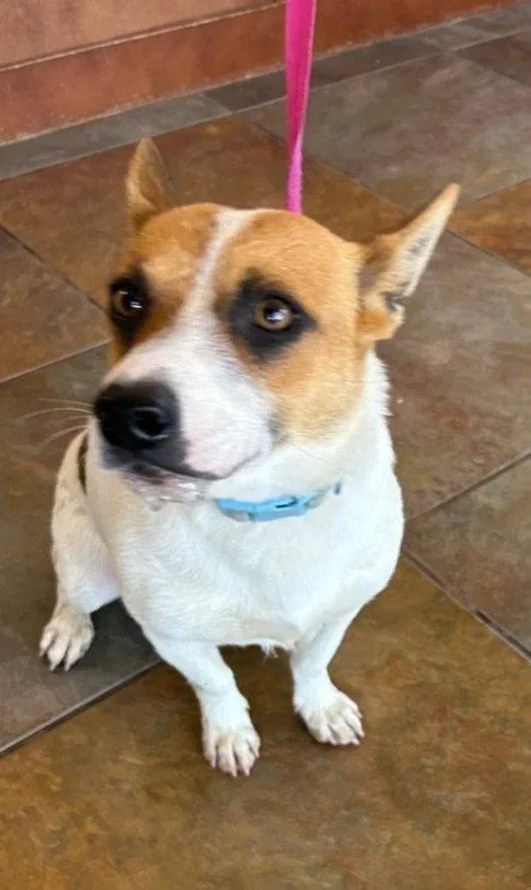 A young medium-sized male Terrier dog named Tracker for adoption in Columbia, TN