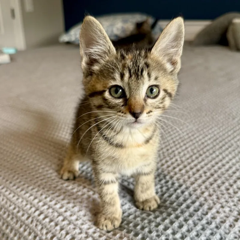 A baby small-sized female Domestic Short Hair cat named Anaconda Squeeze for adoption in Franklin, TN