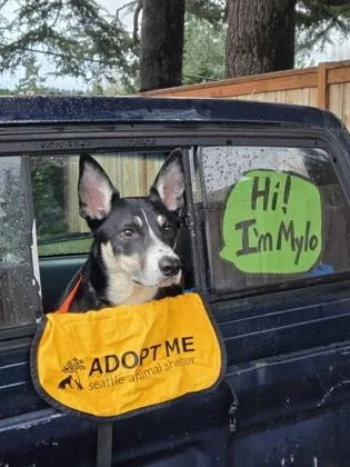 An adult medium-sized male Border Collie dog named Mylo for adoption in Seattle, WA