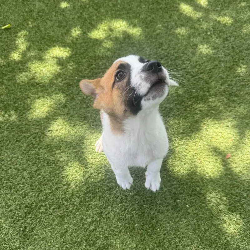 Willow