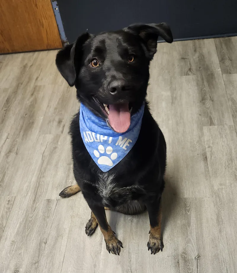 A young large-sized male Tricolor (Brown, Black, & White) Black Labrador Retriever dog named Basco for adoption in Mansfield, OH