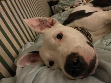 A young medium-sized male Black American Bulldog dog named Milo for adoption in Liverpool, TX