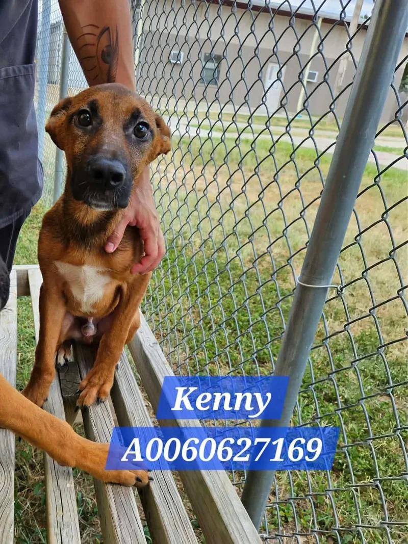 A baby medium-sized male Yellow / Tan / Blond / Fawn Shepherd dog named Kenny for adoption in Boise, ID
