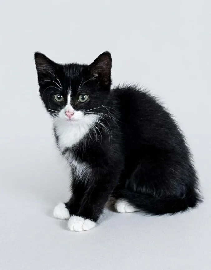 A baby medium-sized male Black & White / Tuxedo Domestic Medium Hair cat named Salvador for adoption in Colmar, PA