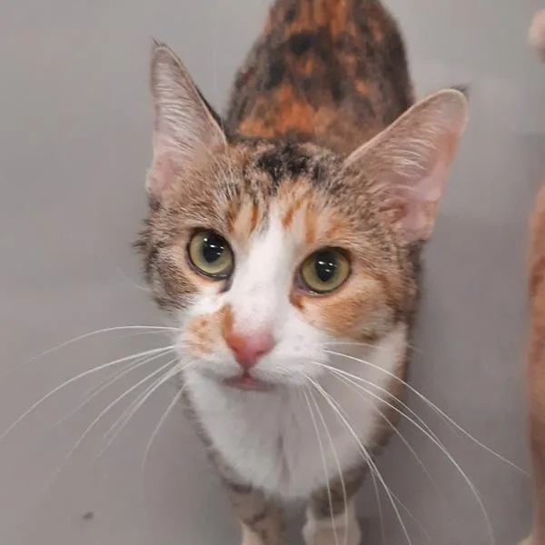 An adult small-sized female Domestic Short Hair cat named Louise for adoption in Des Moines, IA