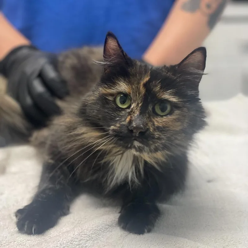 An adult medium-sized female Tortoiseshell Domestic Long Hair cat named Scarlett for adoption in Riverside, CA
