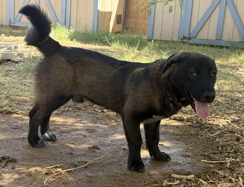 A young medium-sized male Tricolor (Brown, Black, & White) Labrador Retriever dog named Howie for adoption in Phoenix, AZ