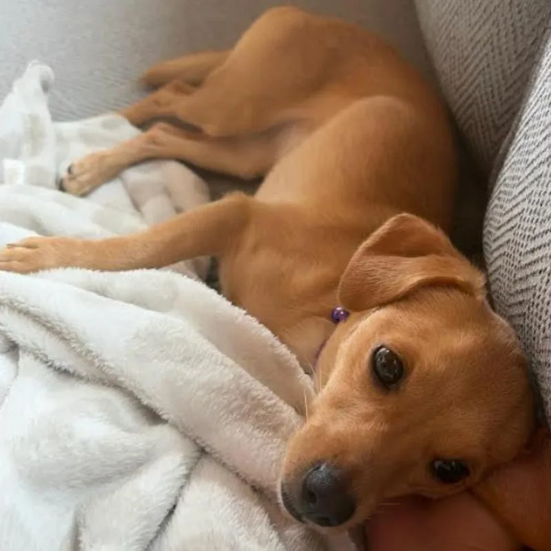 Enchilada