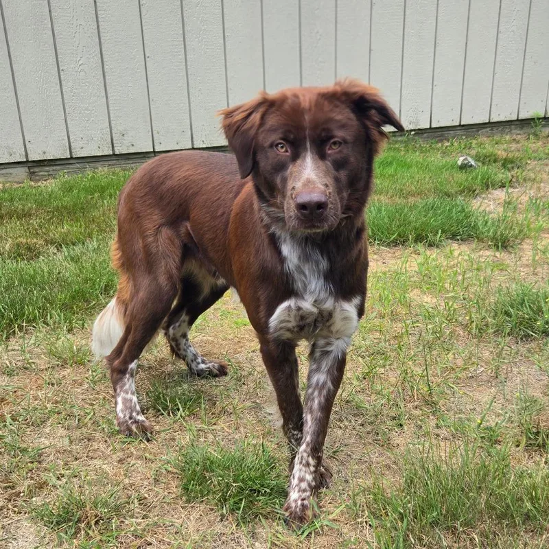 A young medium-sized male Brown / Chocolate Australian Shepherd dog named CT Hopper for adoption in Eastford, CT