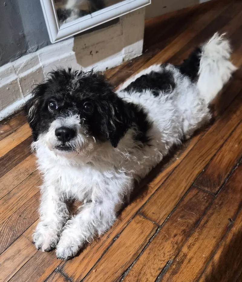An adult small-sized male Black Poodle dog named Milo for adoption in Memphis, TN