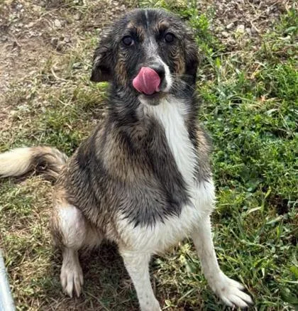 An adult medium-sized female Mixed Breed dog named Rainbow for adoption in Sullivan, IN