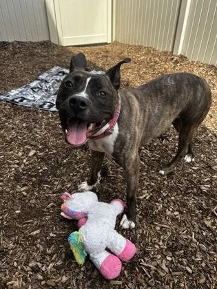 An adult large-sized female Pit Bull Terrier dog named Mia for adoption in Westland, MI