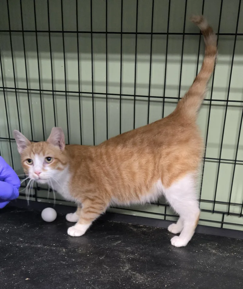 An adult medium-sized male Orange & White Domestic Short Hair cat named Sam for adoption in Tyner, KY