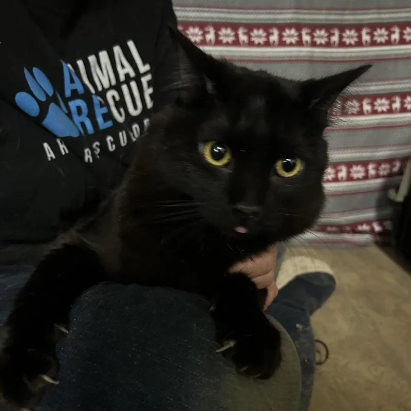 An adult small-sized male Domestic Long Hair cat named Wyoming for adoption in Hemet, CA
