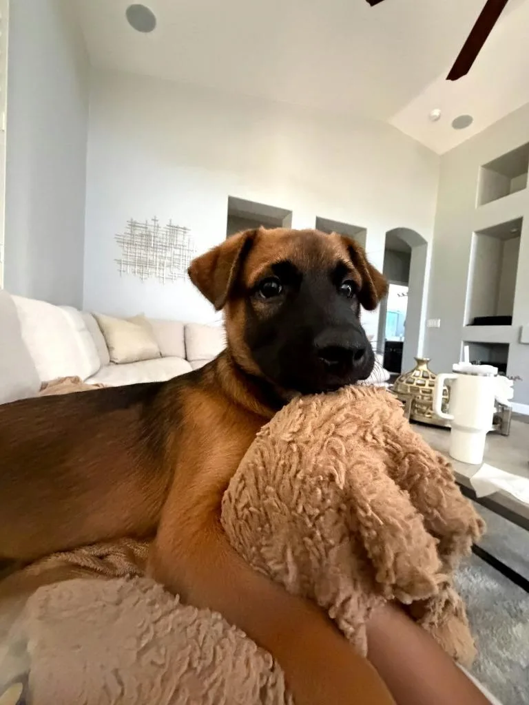 A baby medium-sized male Shepherd dog named Kaito for adoption in Mesa, AZ