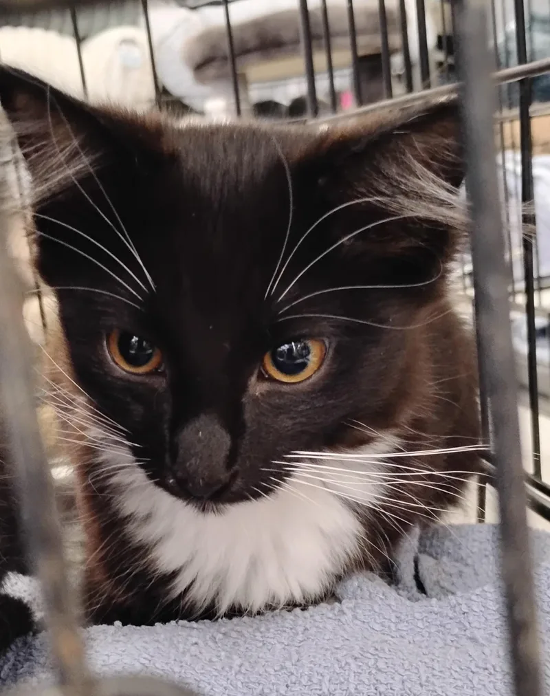 A baby small-sized female Black & White / Tuxedo Domestic Long Hair cat named Bella for adoption in Woodland, CA
