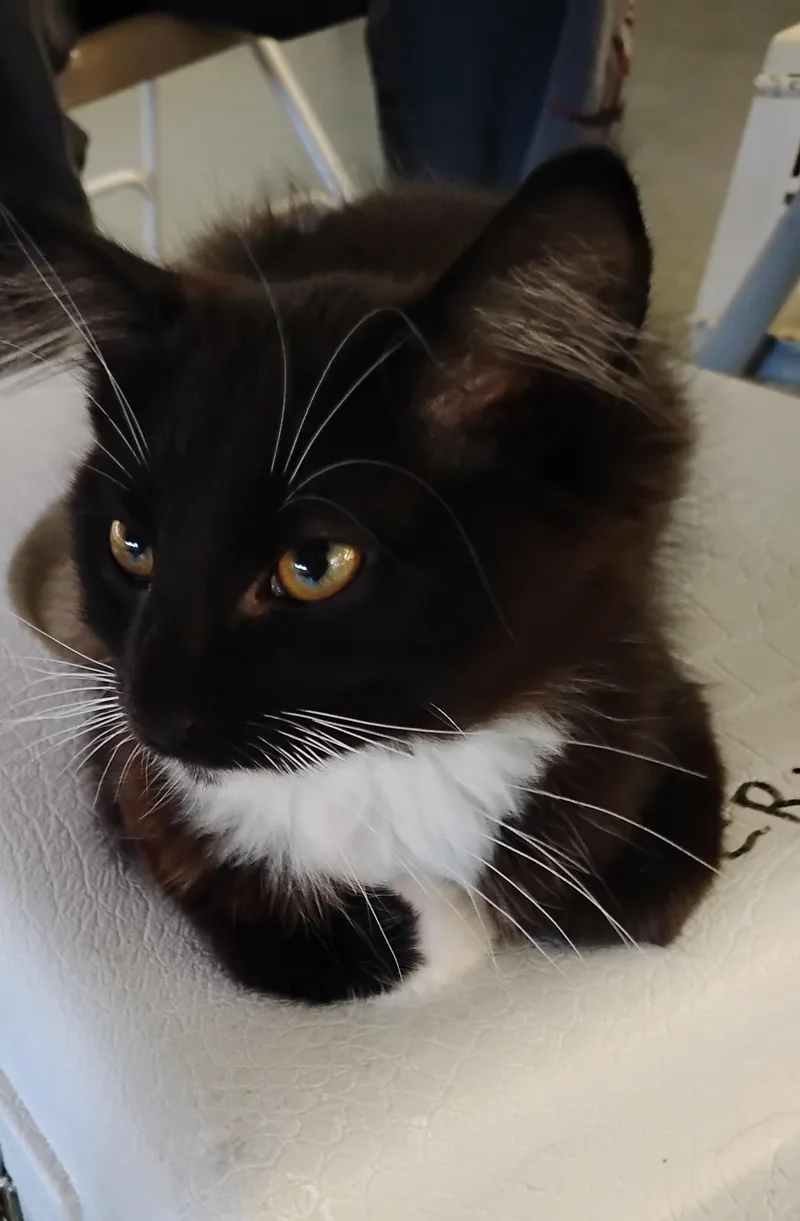 Bella thumbnail 4