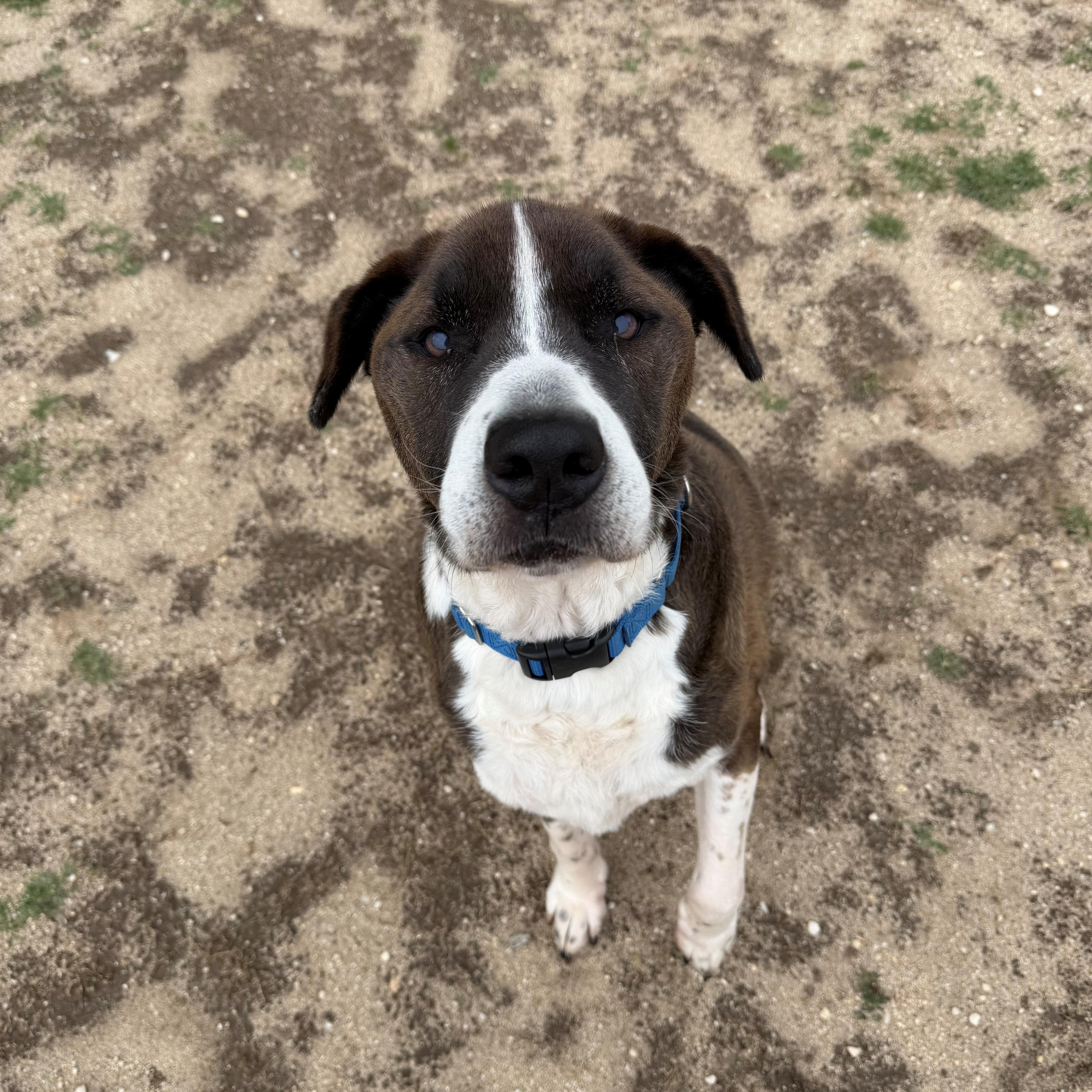 A senior medium-sized male Brown / Chocolate Pit Bull Terrier dog named Og for adoption in East Northport, NY