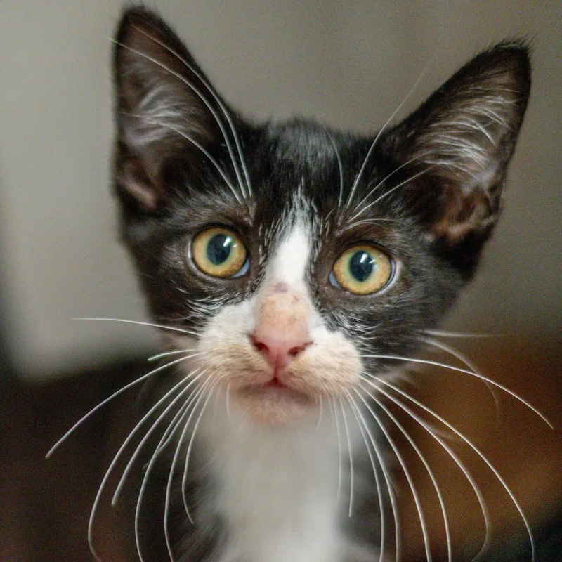 A baby medium-sized male Black & White / Tuxedo Domestic Short Hair cat named Theo for adoption in Hilton Head Island, SC