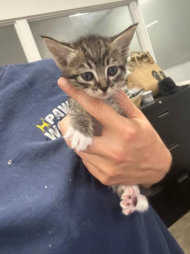A baby small-sized female Domestic Long Hair cat named Ghoulia for adoption in Thousand Oaks, CA