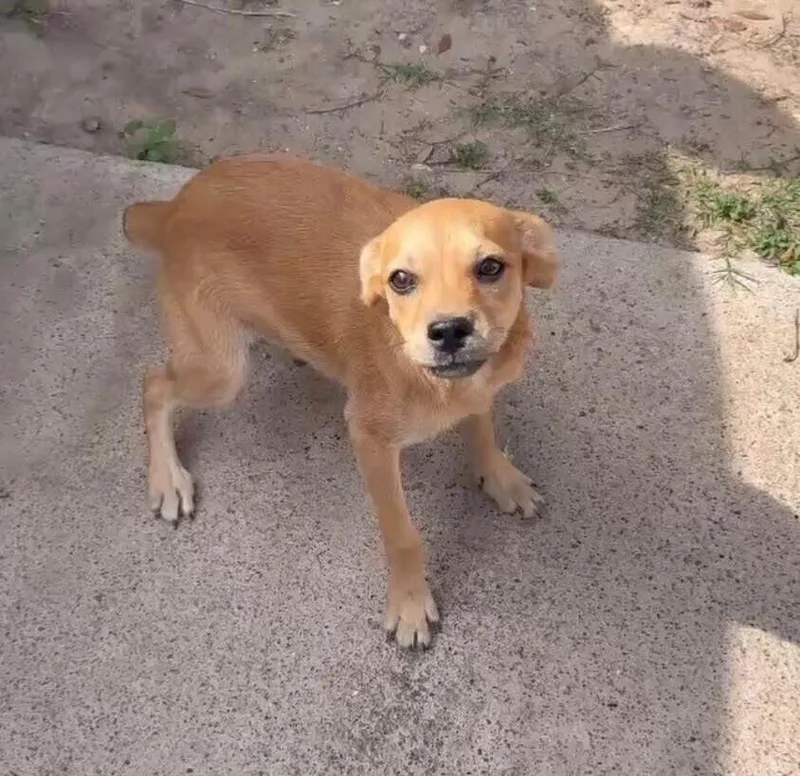 A baby small-sized female Brown / Chocolate Mixed Breed dog named Hope for adoption in Dallas, TX