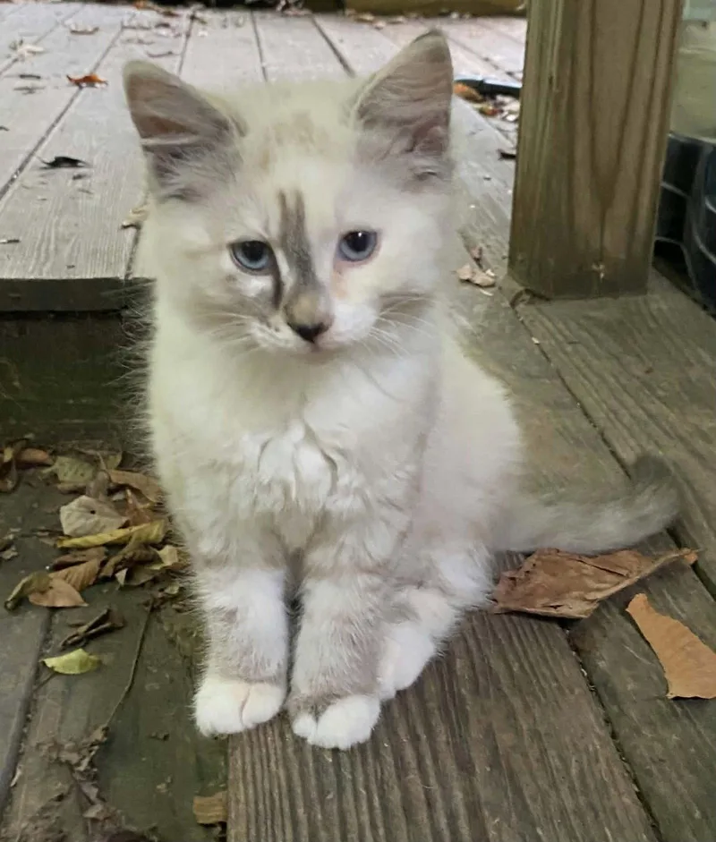 A baby medium-sized female Domestic Long Hair cat named Nod for adoption in Roxboro, NC