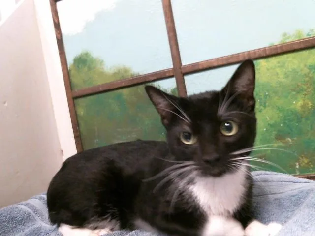 A young small-sized male Domestic Short Hair cat named Sox for adoption in Houston, TX