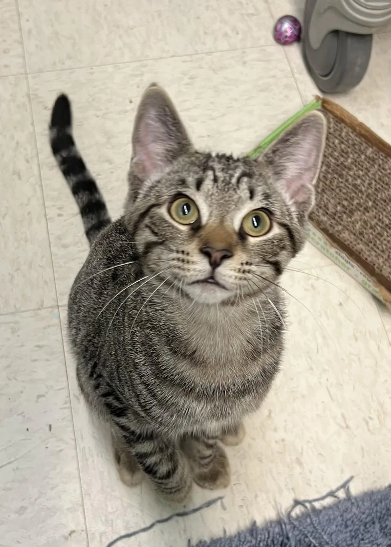A young medium-sized male Domestic Short Hair cat named Ash for adoption in Blasdell, NY