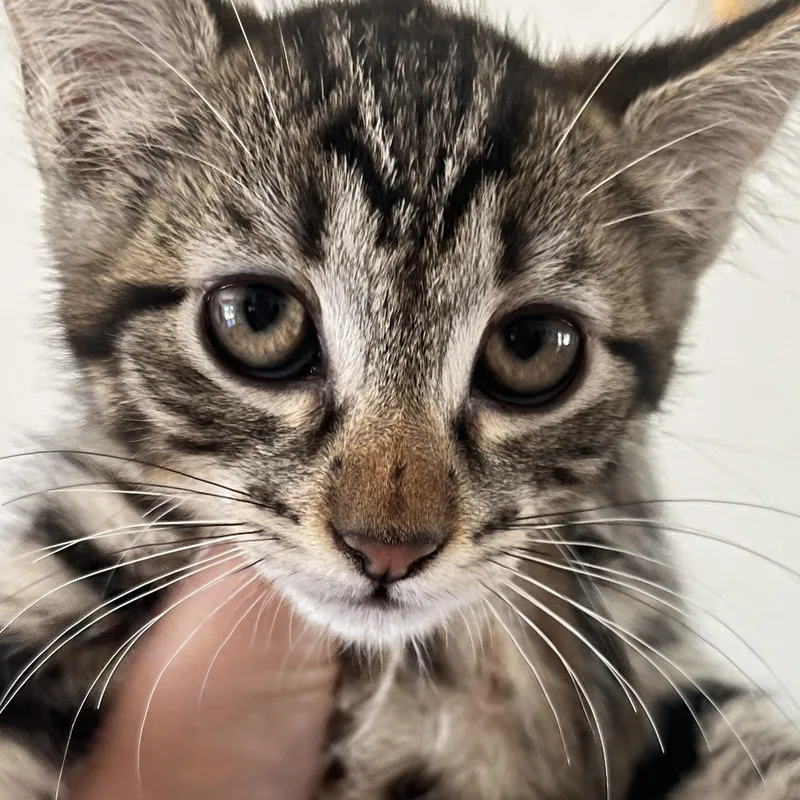 A baby large-sized male Tabby (Leopard / Spotted) Domestic Short Hair cat named Javier for adoption in Santa Ana, CA