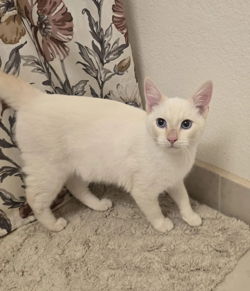 A young medium-sized male Siamese cat named Casper for adoption in Fullerton, CA