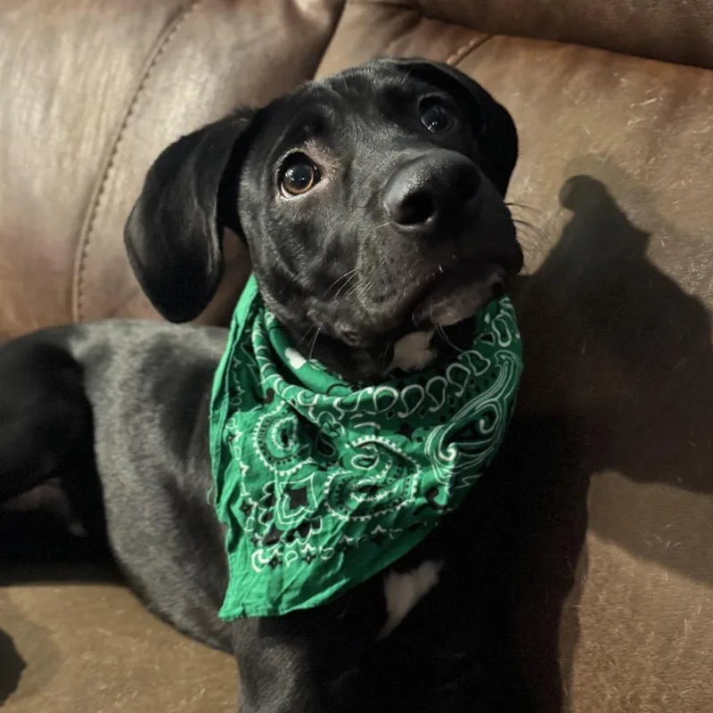 A baby medium-sized male Black Mixed Breed dog named Johnny for adoption in Sarasota, FL