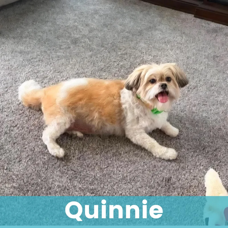 Quinnie thumbnail 4