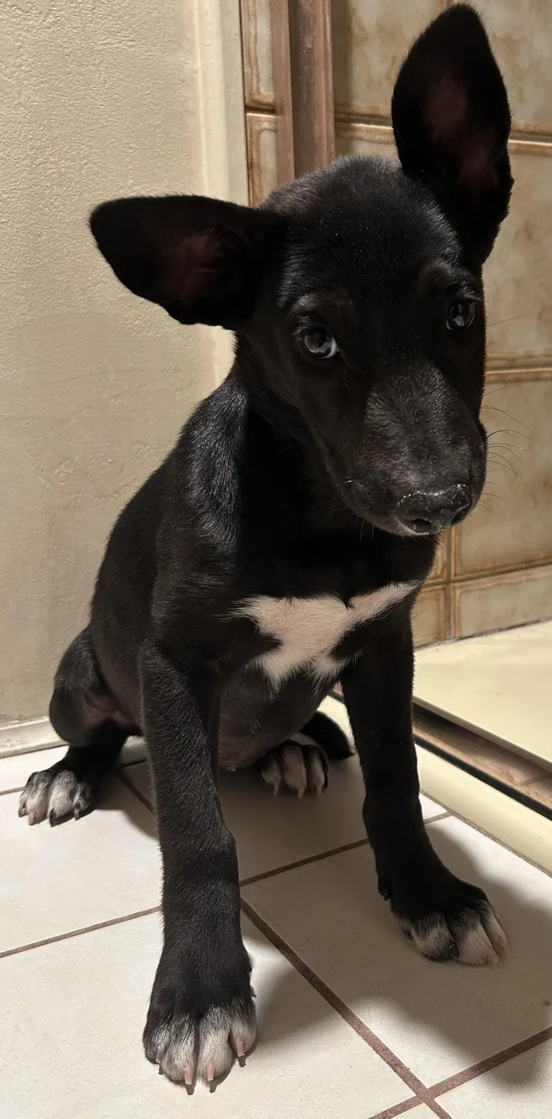 A baby medium-sized female Black Labrador Retriever dog named Moka for adoption in El Cajon, CA