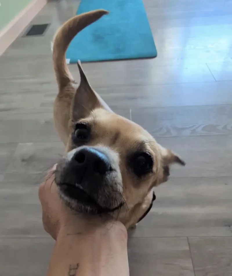 Roo