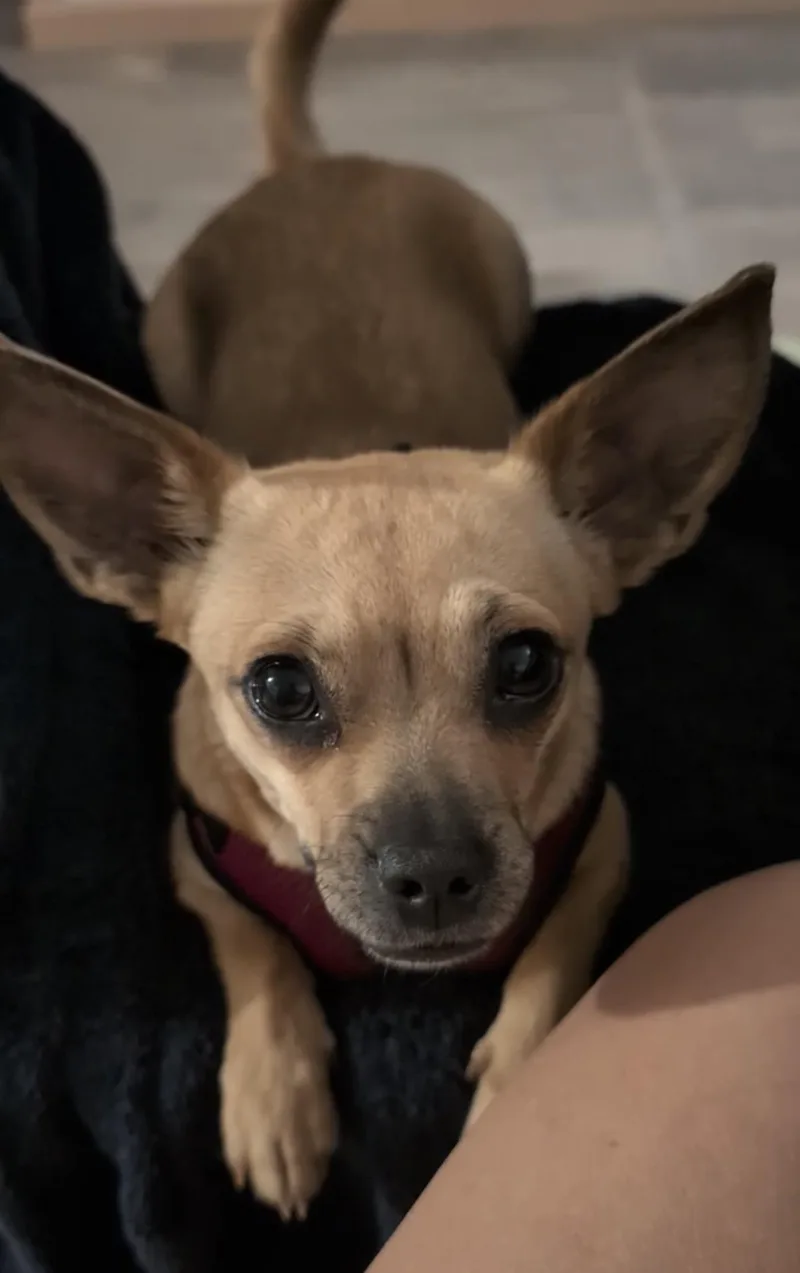 Roo thumbnail 3