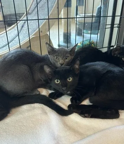 A baby small-sized male Domestic Short Hair cat named Louis Vuitton for adoption in Palm Coast, FL