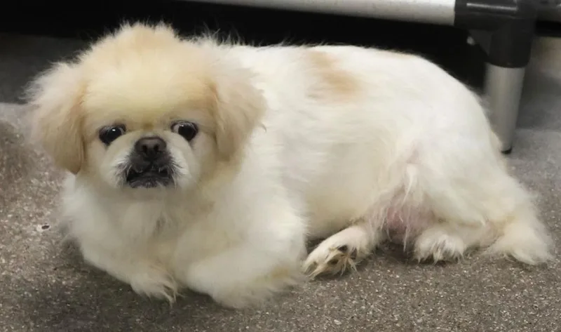 A senior small-sized female Pekingese dog named Sugar for adoption in Minneapolis, MN