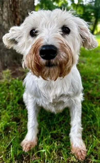 An adult small-sized female Tricolor (Brown, Black, & White) Schnauzer dog named Sky for adoption in Washington, DC