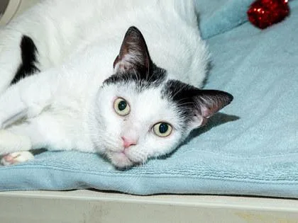 An adult small-sized male Domestic Short Hair cat named Windsor for adoption in Longmont, CO