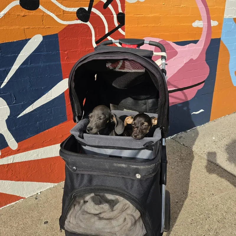 A baby small-sized male Black Dachshund dog named Fiona for adoption in Brockport, NY