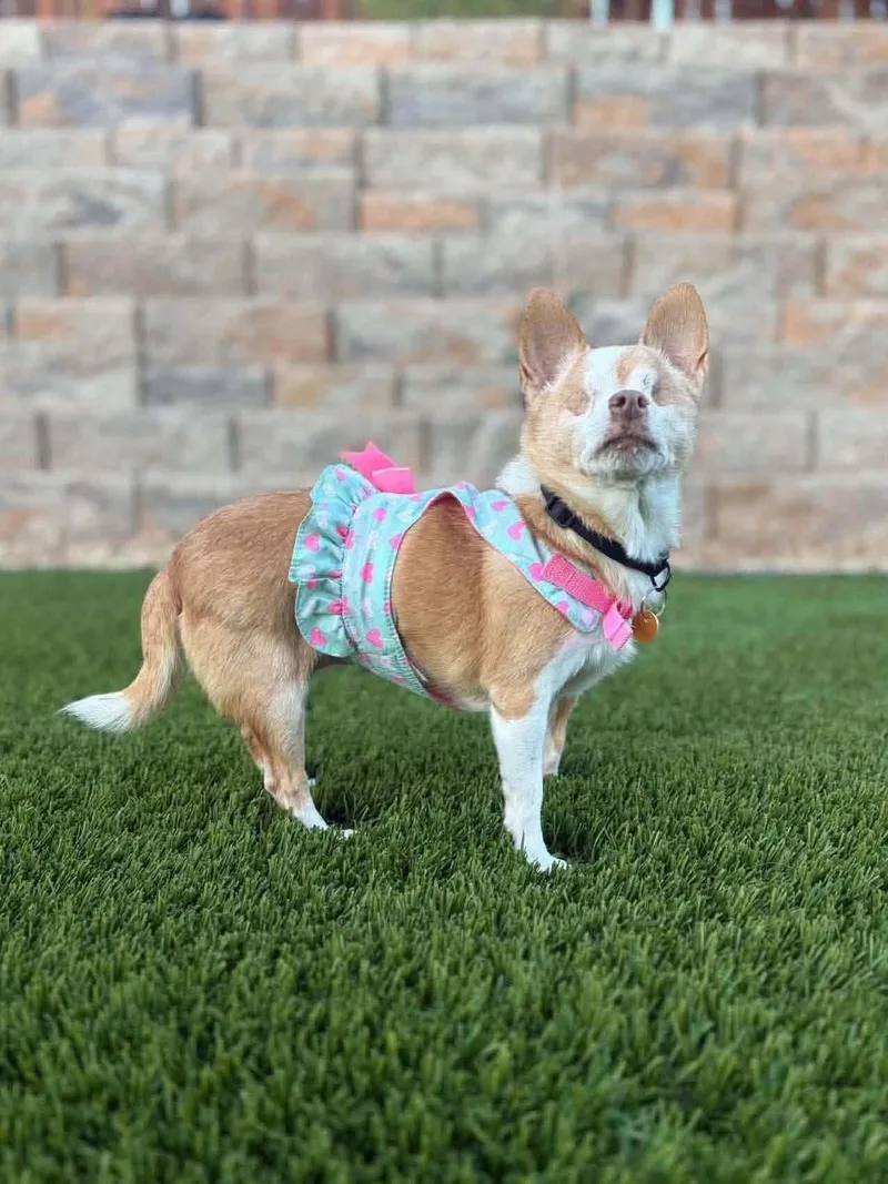 An adult small-sized female Apricot / Beige Chihuahua dog named Abigail for adoption in Las Vegas, NV