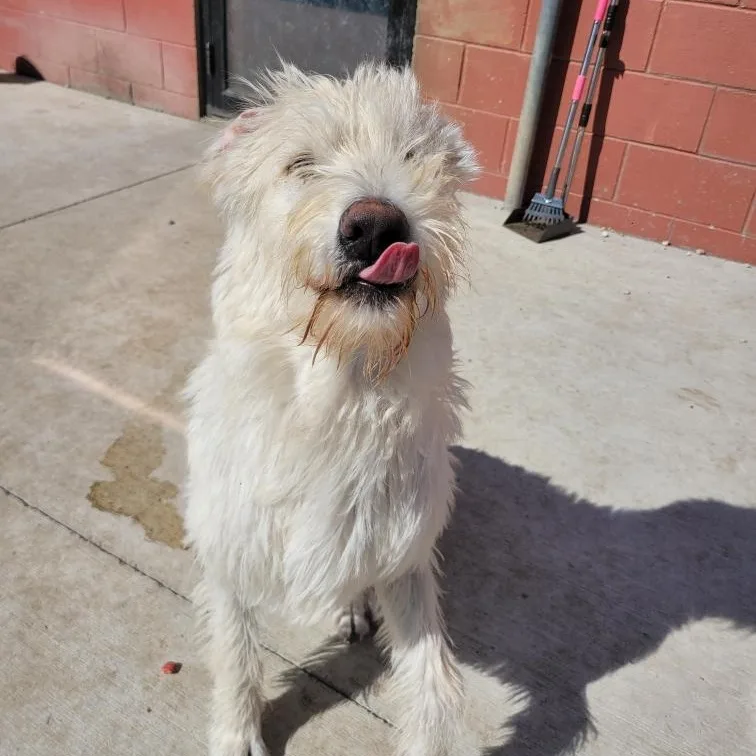 A young large-sized male Apricot / Beige Labradoodle dog named Rhett for adoption in Spencer, IA