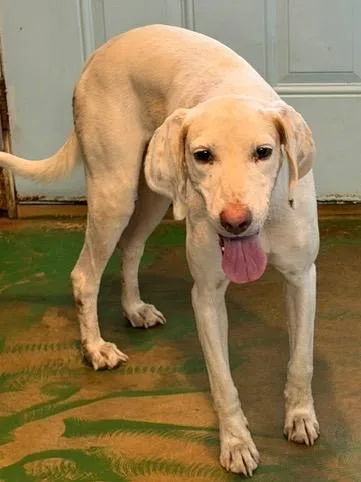 A young medium-sized male English Pointer dog named Bridge for adoption in Brookhaven, MS